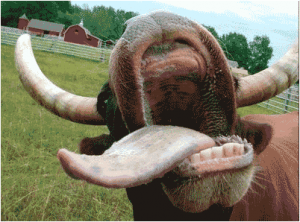 Bovine Spongiform Encephalopathy - Deli Dana Hastalığı - BSE