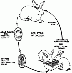 Taşanlarda Coccidiosis Bulaşma Şekli