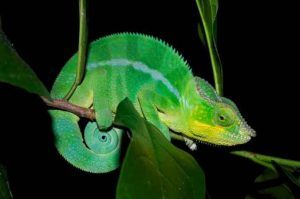 Madagaskar’da fotoğraflanan bir erkek leopar bukalemun (Furcifer pardalis).